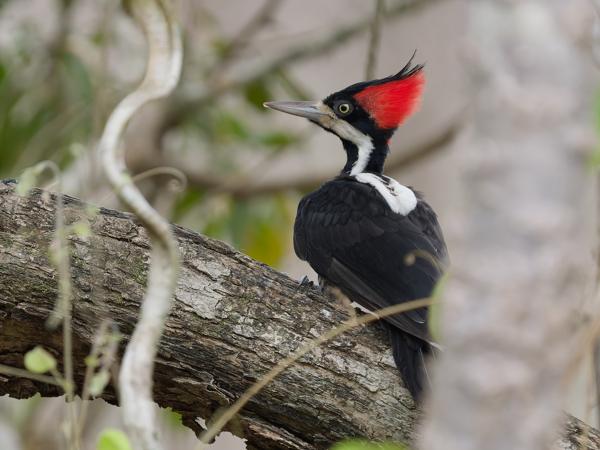 Zwartkeelspecht (Campephilus melanoleucos)
